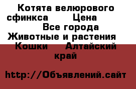 Котята велюрового сфинкса. .. › Цена ­ 15 000 - Все города Животные и растения » Кошки   . Алтайский край